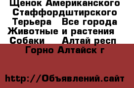 Щенок Американского Стаффордштирского Терьера - Все города Животные и растения » Собаки   . Алтай респ.,Горно-Алтайск г.